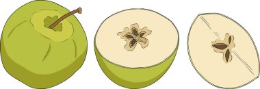 Renkli elmalar, eğitici ya da botanik tasarımlar için mükemmel. Yüksek kalite çizim. Vektör illüstrasyonu