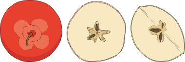 Renkli elmalar, eğitici ya da botanik tasarımlar için mükemmel. Yüksek kalite çizim. Vektör illüstrasyonu