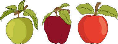 Renkli elmalar, eğitici ya da botanik tasarımlar için mükemmel. Yüksek kalite çizim. Vektör illüstrasyonu