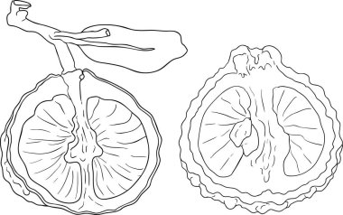 Bergamot meyvesinin vektör çizgisi çizimleri. Botanik tasarım, gıda ambalajı ya da markalaşma için mükemmel. Vektör illüstrasyonu