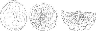 Bergamot meyvesinin vektör çizgisi çizimleri. Botanik tasarım, gıda ambalajı ya da markalaşma için mükemmel. Vektör illüstrasyonu