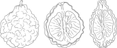 Bergamot meyvesinin vektör çizgisi çizimleri. Botanik tasarım, gıda ambalajı ya da markalaşma için mükemmel. Vektör illüstrasyonu