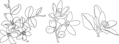 Bergamot meyvesinin vektör çizgisi çizimleri. Botanik tasarım, gıda ambalajı ya da markalaşma için mükemmel. Vektör illüstrasyonu