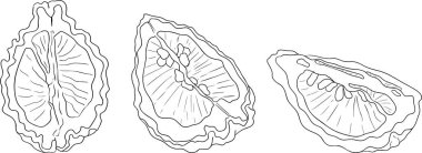Bergamot meyvesinin vektör çizgisi çizimleri. Botanik tasarım, gıda ambalajı ya da markalaşma için mükemmel. Vektör illüstrasyonu