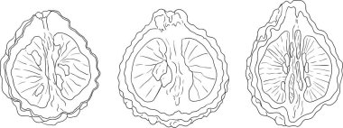 Bergamot meyvesinin vektör çizgisi çizimleri. Botanik tasarım, gıda ambalajı ya da markalaşma için mükemmel. Vektör illüstrasyonu