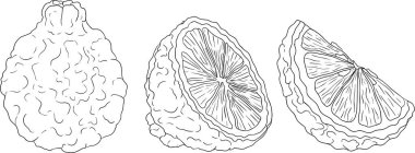 Bergamot meyvesinin vektör çizgisi çizimleri. Botanik tasarım, gıda ambalajı ya da markalaşma için mükemmel. Vektör illüstrasyonu