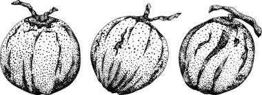 Hindistan cevizlerinin kabartma çizimleri. Tropikal, doğa ya da yemek temalı tasarımlar için mükemmel. Siyah beyaz sanat. - Evet. Vektör illüstrasyonu