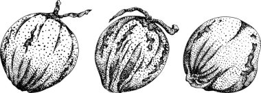 Hindistan cevizlerinin kabartma çizimleri. Tropikal, doğa ya da yemek temalı tasarımlar için mükemmel. Siyah beyaz sanat. - Evet. Vektör illüstrasyonu