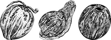 Hindistan cevizlerinin kabartma çizimleri. Tropikal, doğa ya da yemek temalı tasarımlar için mükemmel. Siyah beyaz sanat. - Evet. Vektör illüstrasyonu