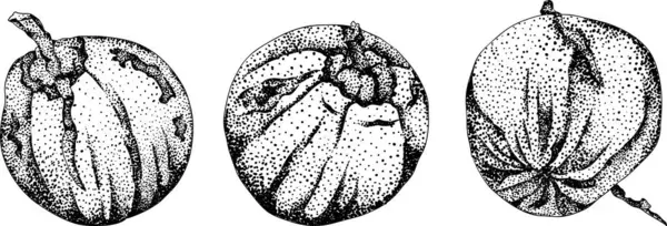 Hindistan cevizlerinin kabartma çizimleri. Tropikal, doğa ya da yemek temalı tasarımlar için mükemmel. Siyah beyaz sanat. - Evet. Vektör illüstrasyonu