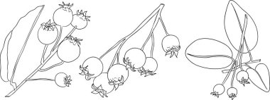 Serviceberry, saskatoon kümeleri, çiçekler ve tek dutlu çizimler. Doğa ve yemek tasarımları için mükemmel..