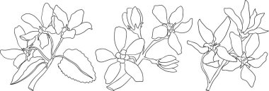 Serviceberry, saskatoon kümeleri, çiçekler ve tek dutlu çizimler. Doğa ve yemek tasarımları için mükemmel..