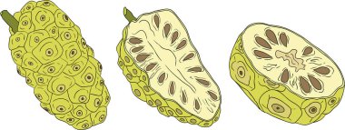 Detaylı renkli noni meyveleri, Hint dutu, harika morinda. Yüksek kalite, çok yönlü vektör çizimleri. - Evet. Vektör illüstrasyonu