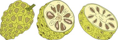 Detaylı renkli noni meyveleri, Hint dutu, harika morinda. Yüksek kalite, çok yönlü vektör çizimleri. - Evet. Vektör illüstrasyonu