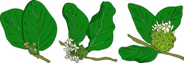 Detaylı renkli noni meyveleri, Hint dutu, harika morinda. Yüksek kalite, çok yönlü vektör çizimleri. - Evet. Vektör illüstrasyonu