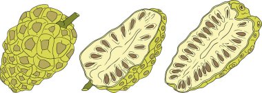 Detaylı renkli noni meyveleri, Hint dutu, harika morinda. Yüksek kalite, çok yönlü vektör çizimleri. - Evet. Vektör illüstrasyonu