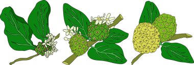 Detaylı renkli noni meyveleri, Hint dutu, harika morinda. Yüksek kalite, çok yönlü vektör çizimleri. - Evet. Vektör illüstrasyonu