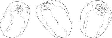 Ayrıntılı satır vektör sanatı, kurutulmuş tarihleri gösterme. Yemek, mutfak ve boyama sayfaları için ideal. Vektör illüstrasyonu