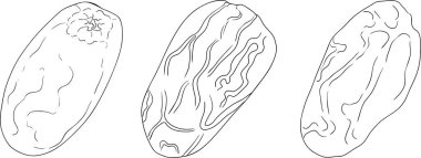 Ayrıntılı satır vektör sanatı, kurutulmuş tarihleri gösterme. Yemek, mutfak ve boyama sayfaları için ideal. Vektör illüstrasyonu