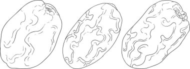 Ayrıntılı satır vektör sanatı, kurutulmuş tarihleri gösterme. Yemek, mutfak ve boyama sayfaları için ideal. Vektör illüstrasyonu