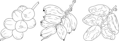 Ayrıntılı satır vektör sanatı, kurutulmuş tarihleri gösterme. Yemek, mutfak ve boyama sayfaları için ideal. Vektör illüstrasyonu