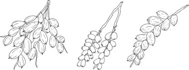 Ayrıntılı satır vektör sanatı, kurutulmuş tarihleri gösterme. Yemek, mutfak ve boyama sayfaları için ideal. Vektör illüstrasyonu