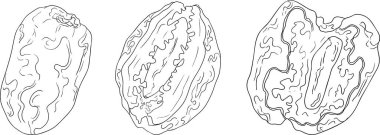 Ayrıntılı satır vektör sanatı, kurutulmuş tarihleri gösterme. Yemek, mutfak ve boyama sayfaları için ideal. Vektör illüstrasyonu