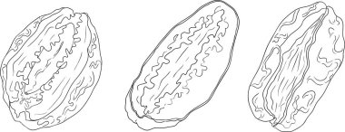 Ayrıntılı satır vektör sanatı, kurutulmuş tarihleri gösterme. Yemek, mutfak ve boyama sayfaları için ideal. Vektör illüstrasyonu