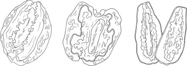 Ayrıntılı satır vektör sanatı, kurutulmuş tarihleri gösterme. Yemek, mutfak ve boyama sayfaları için ideal. Vektör illüstrasyonu