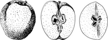 Elma oyma, eğitim, botanik ya da gıda tasarımları için mükemmel. Yüksek kalite çizim. Vektör illüstrasyonu