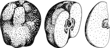 Elma oyma, eğitim, botanik ya da gıda tasarımları için mükemmel. Yüksek kalite çizim. Vektör illüstrasyonu