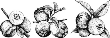 Elma oyma, eğitim, botanik ya da gıda tasarımları için mükemmel. Yüksek kalite çizim. Vektör illüstrasyonu