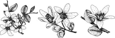 Bergamot meyvelerinin kabartma çizimleri. Botanik tasarım, gıda ambalajı ya da markalaşma için mükemmel. Vektör illüstrasyonu