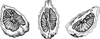 Bergamot meyvelerinin kabartma çizimleri. Botanik tasarım, gıda ambalajı ya da markalaşma için mükemmel. Vektör illüstrasyonu