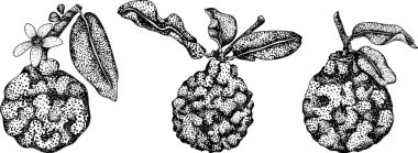 Bergamot meyvelerinin kabartma çizimleri. Botanik tasarım, gıda ambalajı ya da markalaşma için mükemmel. Vektör illüstrasyonu