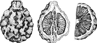 Bergamot meyvelerinin kabartma çizimleri. Botanik tasarım, gıda ambalajı ya da markalaşma için mükemmel. Vektör illüstrasyonu