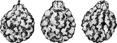 Bergamot meyvelerinin kabartma çizimleri. Botanik tasarım, gıda ambalajı ya da markalaşma için mükemmel. Vektör illüstrasyonu