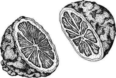 Bergamot meyvelerinin kabartma çizimleri. Botanik tasarım, gıda ambalajı ya da markalaşma için mükemmel. Vektör illüstrasyonu