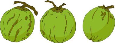 Hindistancevizlerinin vektör renkli çizimleri. Tropikal, doğa ya da yemek temalı tasarımlar için mükemmel. - Evet. Vektör illüstrasyonu