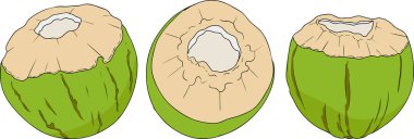Hindistancevizlerinin vektör renkli çizimleri. Tropikal, doğa ya da yemek temalı tasarımlar için mükemmel. - Evet. Vektör illüstrasyonu