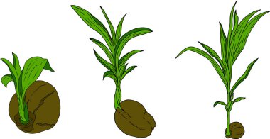 Hindistancevizlerinin vektör renkli çizimleri. Tropikal, doğa ya da yemek temalı tasarımlar için mükemmel. - Evet. Vektör illüstrasyonu