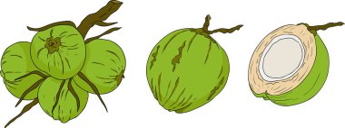 Hindistancevizlerinin vektör renkli çizimleri. Tropikal, doğa ya da yemek temalı tasarımlar için mükemmel. - Evet. Vektör illüstrasyonu