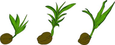 Hindistancevizlerinin vektör renkli çizimleri. Tropikal, doğa ya da yemek temalı tasarımlar için mükemmel. - Evet. Vektör illüstrasyonu