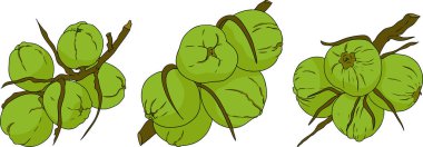 Hindistancevizlerinin vektör renkli çizimleri. Tropikal, doğa ya da yemek temalı tasarımlar için mükemmel. - Evet. Vektör illüstrasyonu