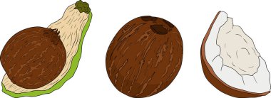 Hindistancevizlerinin vektör renkli çizimleri. Tropikal, doğa ya da yemek temalı tasarımlar için mükemmel. - Evet. Vektör illüstrasyonu