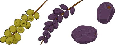Detailed colored vector art of dates, showcasing dried dates. Ideal for food, culinary, or nature themed designs. Vector illustration