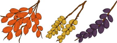 Detailed colored vector art of dates, showcasing dried dates. Ideal for food, culinary, or nature themed designs. Vector illustration
