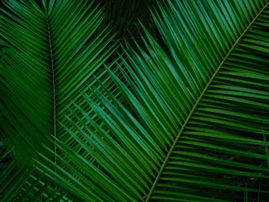 Palm Leaves as being lined up  beautifully on the stalk.