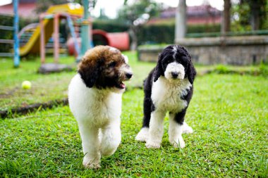 coupe giant poodle play together