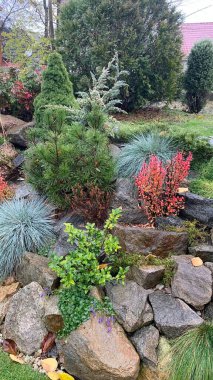 a beautiful shot of japanese garden with plants and green leaves